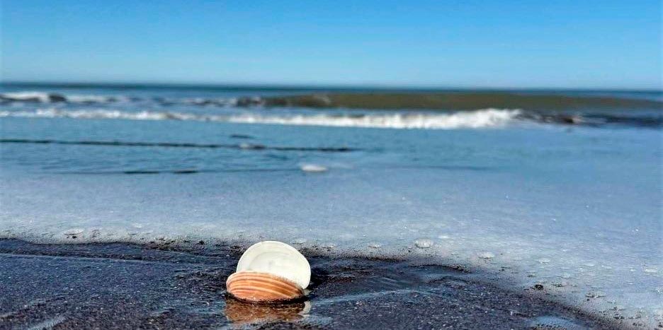 El Museo de Ciencias de Monte Hermoso revela curiosidades sobre la almeja púrpura