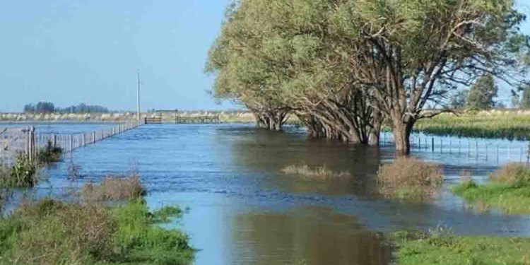 Impacto de las lluvias en el sur y sudoeste bonaerense en la agricultura y ganadería