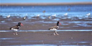Especies que habitan la costa montermoseña y curiosidades sobre los ostreros