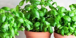 Cómo cultivar albahaca en el huerto o en maceta y sus cuidados para todo el año