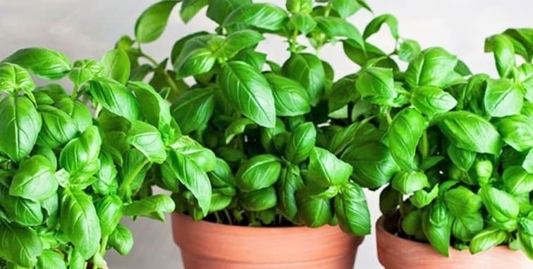 Cómo cultivar albahaca en el huerto o en maceta y sus cuidados para todo el año