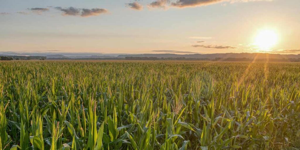 El clima redefine la campaña agrícola en el centro y sur de Buenos Aires