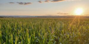 El clima redefine la campaña agrícola en el centro y sur de Buenos Aires